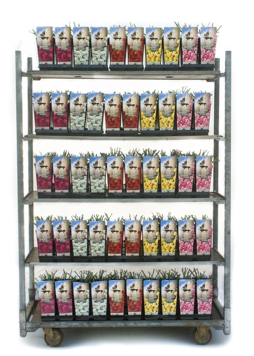 Old English Garden Beauties 2L