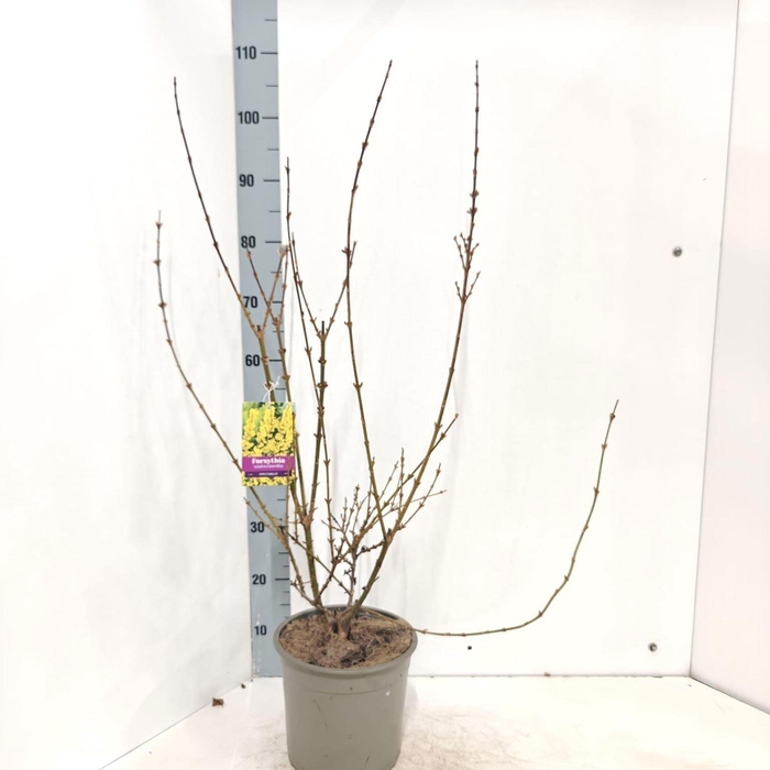 <h4>Forsythia Spectabilis</h4>
