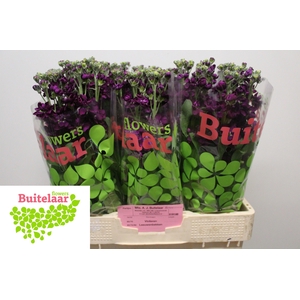 MATTH AIDA PURPLE