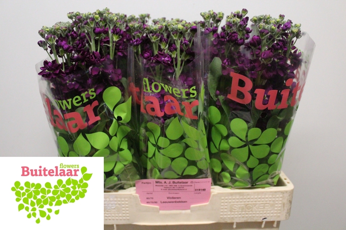 <h4>MATTH AIDA PURPLE</h4>