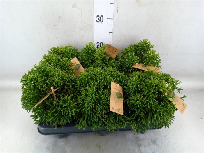 <h4>Rhipsalis   ...</h4>