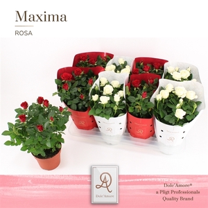 Potroos Roma Mix P14 Dolc'Amore® Maxima Metallic TonSurTon