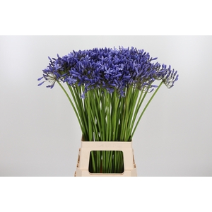 Agapanthus Donau