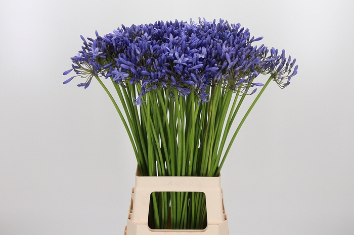 <h4>Agapanthus Donau</h4>