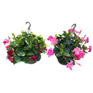Dipladenia hangpot 27cm hangpot diverse kleuren