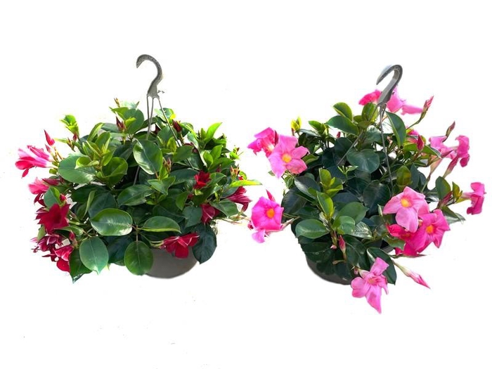 <h4>Dipladenia hangpot 27cm hangpot diverse kleuren</h4>