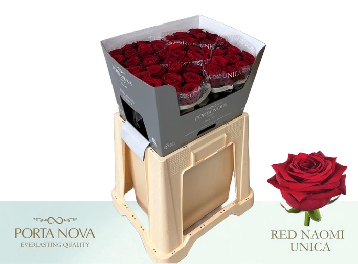 <h4>R Gr Red Naomi! Unica 60-34</h4>