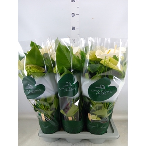 Anthurium andr. 'Samora'