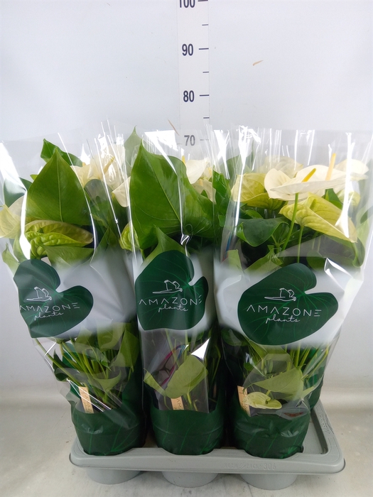 <h4>Anthurium andr. 'Samora'</h4>