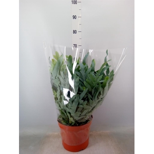 Phlebodium aureum 'Blue Star'