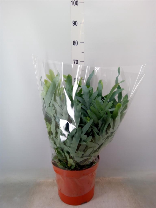 <h4>Phlebodium aureum 'Blue Star'</h4>