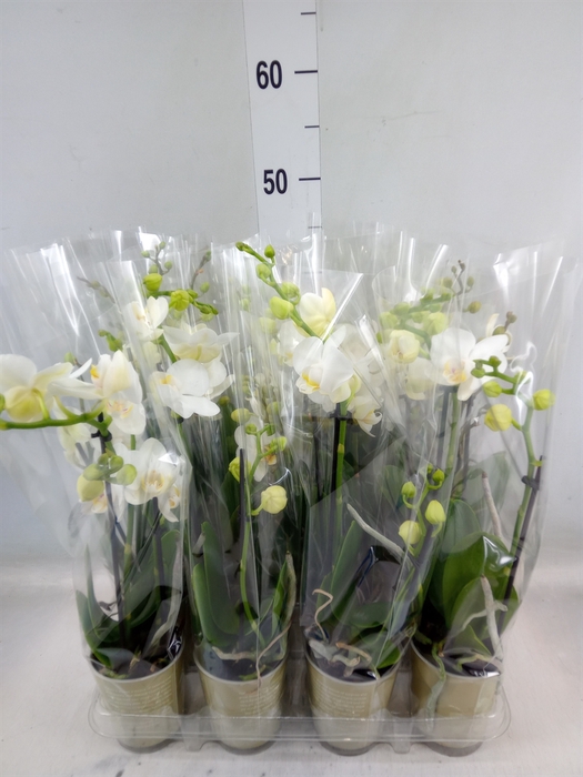 <h4>Phalaenopsis   ...white</h4>