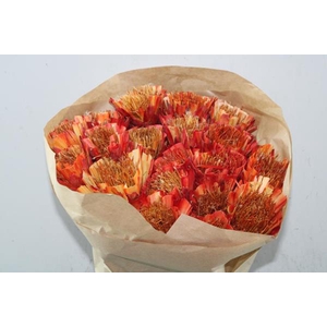 Droog Protea Geel/oranje X20