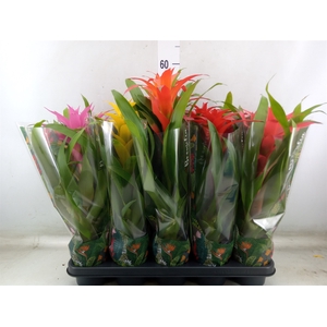 Guzmania   ...mix 5