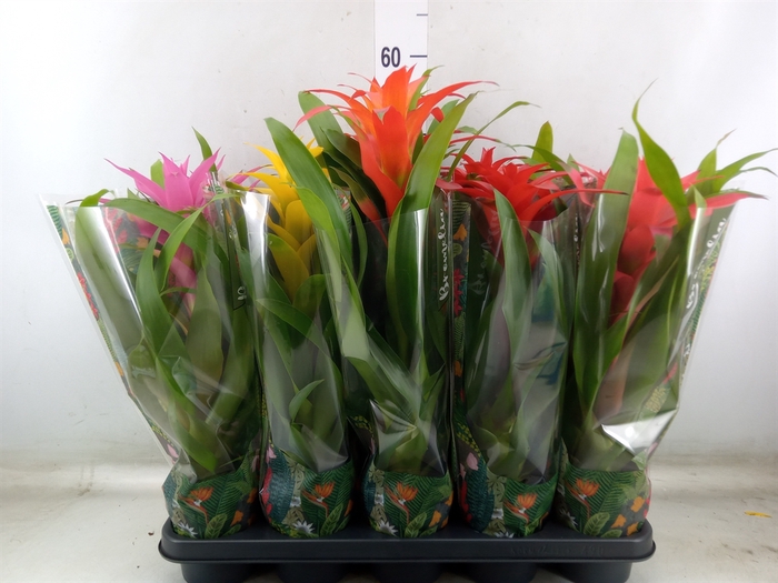 <h4>Guzmania   ...mix 5</h4>