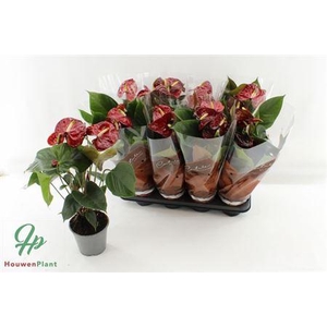 Anthu Fl Tranquillo 3-4+