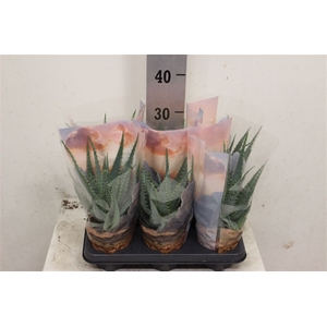 Aloe arborescens