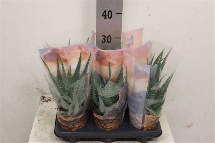 <h4>Aloe arborescens</h4>
