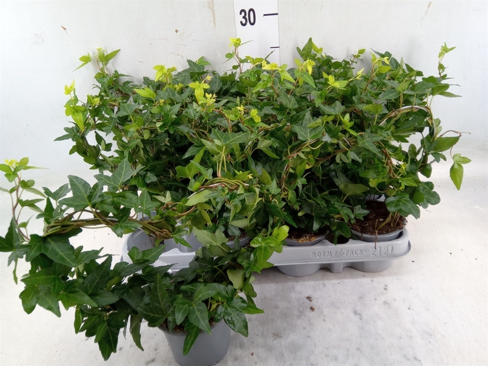 <h4>Hedera helix</h4>