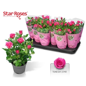 RO PURPLE STAR