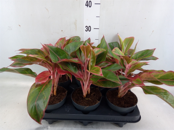 <h4>Aglaonema  'Crete'</h4>