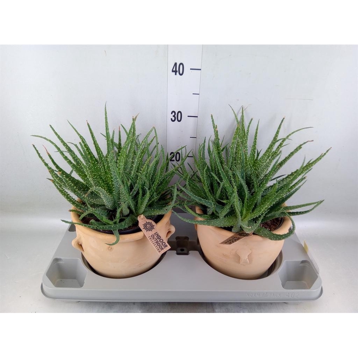<h4>Aloe humilis</h4>