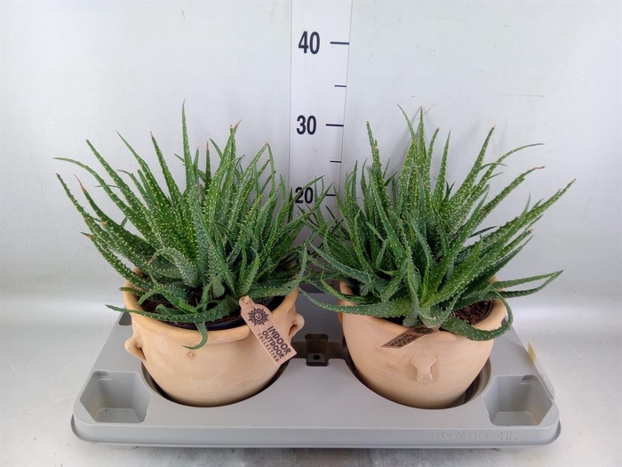 <h4>Aloe humilis</h4>