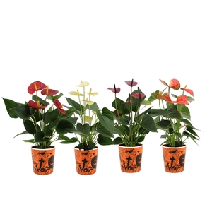 Anthurium 4 color mix in Halloween smartcup