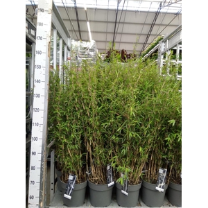 Fargesia nitida 'Volcano'