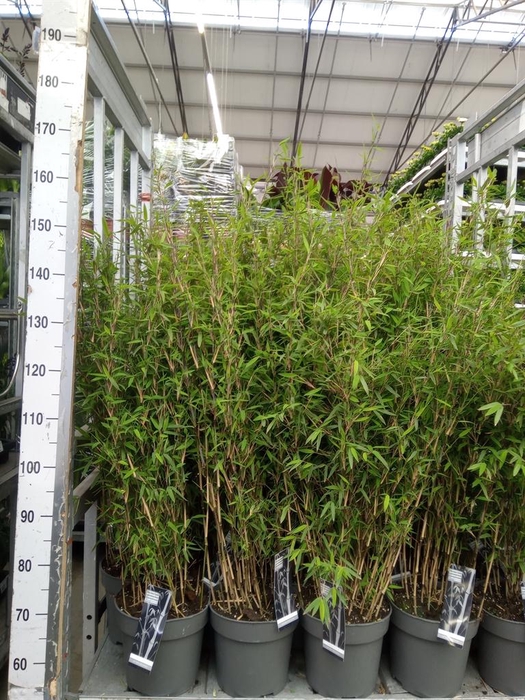 <h4>Fargesia nitida 'Volcano'</h4>