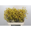 Anigozanthos Bush Down