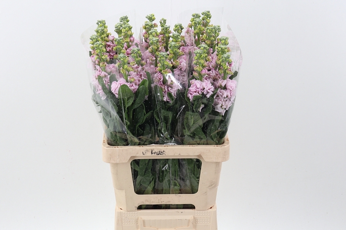 <h4>Matth Phantom Soft Pink</h4>