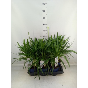 Agapanthus  'Amourette Superb Whit'