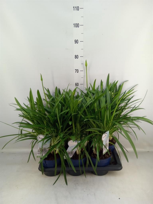 <h4>Agapanthus  'Amourette Superb Whit'</h4>