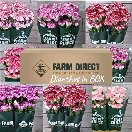 <h4>Di St Fantasy Stripe Mix Box</h4>
