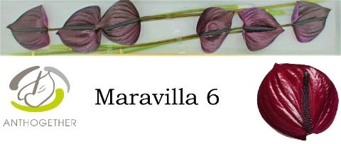 <h4>Anth A Maravilla 13 cm X6 Spek Flowers</h4>