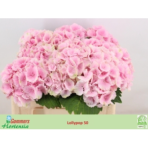 HYDR M CH LOLLYPP RZ