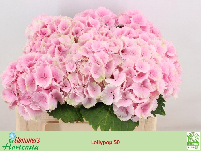 <h4>HYDR M CH LOLLYPP RZ</h4>