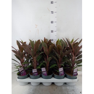 Cordyline fruti. 'Rumba'