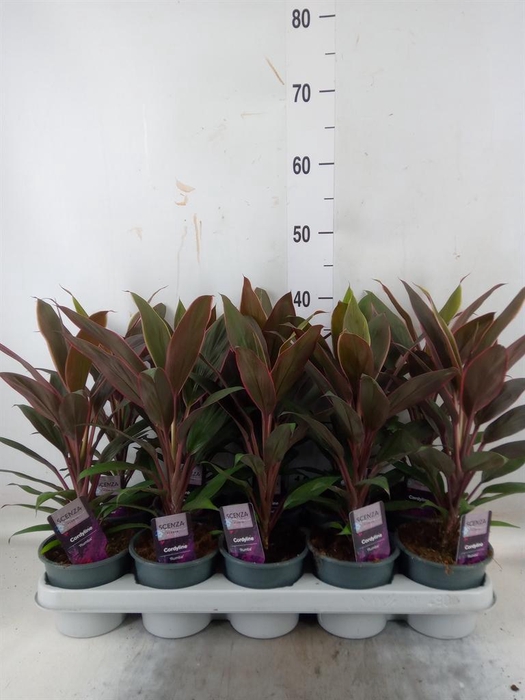 <h4>Cordyline fruti. 'Rumba'</h4>