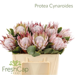 Protea cynaroides