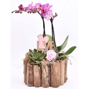 Druivenhout ovaal 21x14.5cm