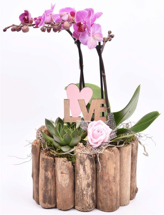 <h4>Druivenhout ovaal 21x14.5cm</h4>