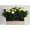 Paeonia Madame Claude Tain