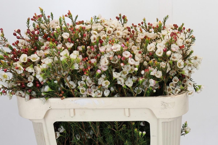 Chamelaucium Moonlight Delight