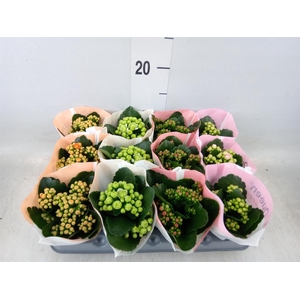 Kalanchoe blos.   ..rosebud mix  4