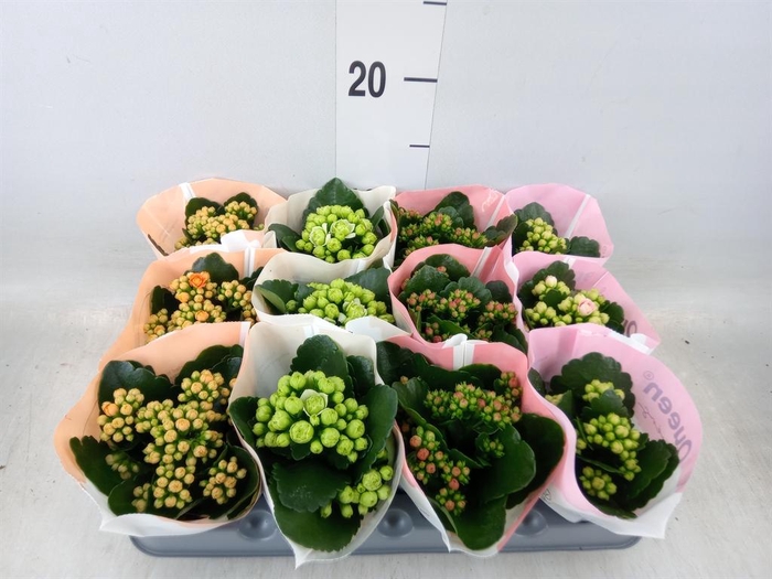 <h4>Kalanchoe blos.   ..rosebud mix  4</h4>