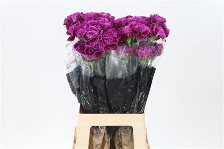 <h4>Di St Nobbio Babel</h4>