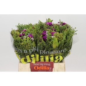 BQ Wild Flower