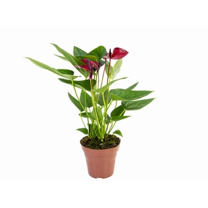 ANTHURIUM ANOUK P15